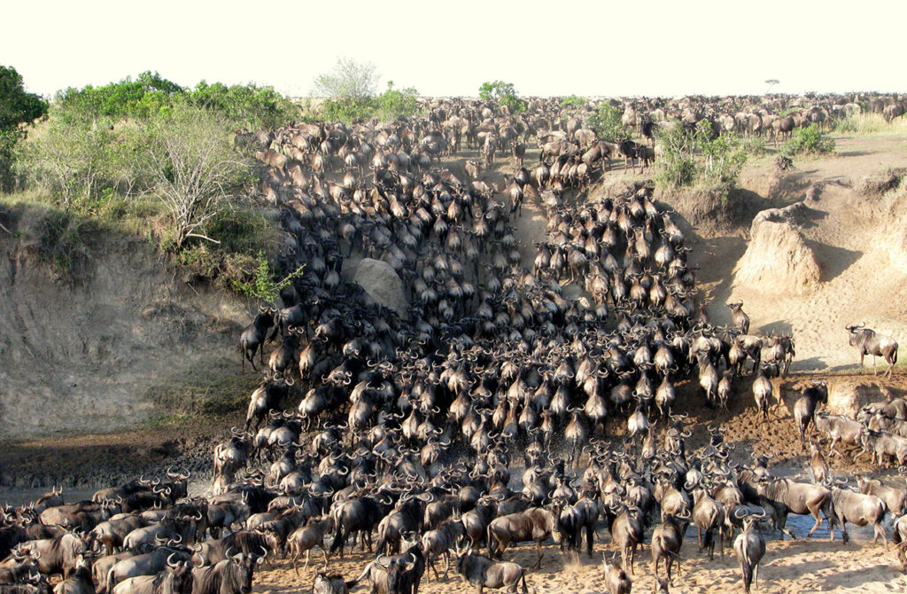 Great-Migration-Wildebeest-Masai-Mara