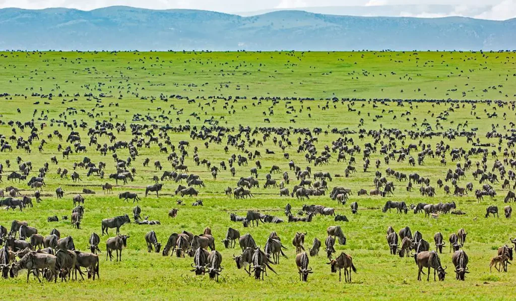 Serengeti-National-Park-Africa-Kenya-Safaris2.jpg